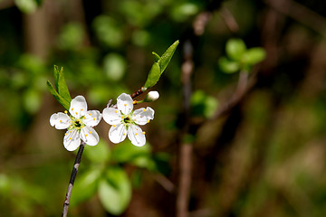 Image showing Blackthorn