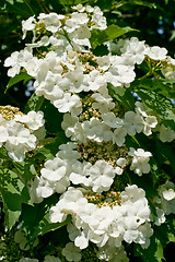 Image showing White flowers Viburnum