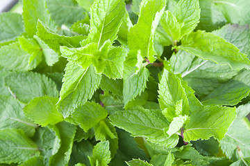 Image showing Fresh mint leaves