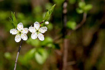 Image showing Blackthorn