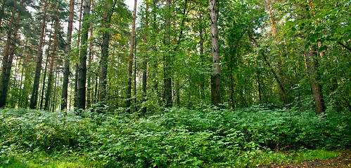 Image showing Forest landscape