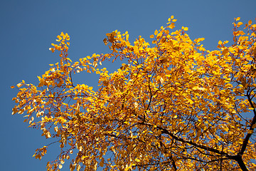 Image showing Bright autumn foliage