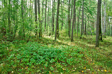 Image showing Forest landscape