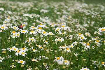 Image showing Summer field