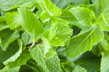 Image showing Fresh mint leaves