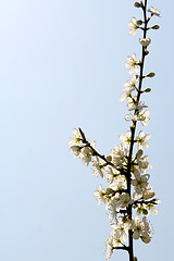 Image showing Blackthorn