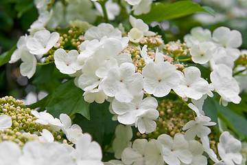 Image showing Blooming viburnum