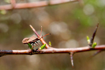 Image showing Insect on blackthorn