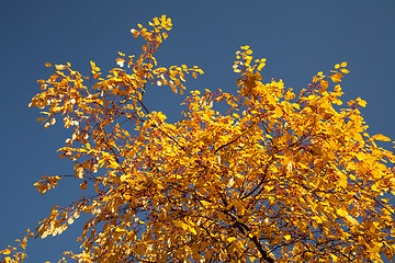 Image showing Color burst of autumn foliage