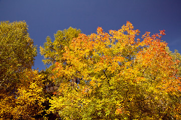 Image showing Bright autumn foliage