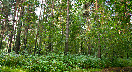 Image showing Forest landscape