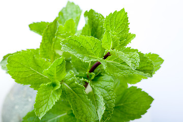 Image showing Fresh mint leaves