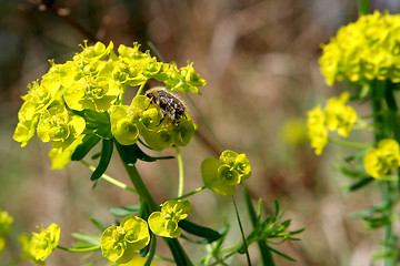 Image showing Bee on a weed