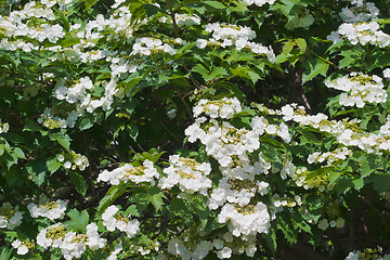 Image showing Blooming viburnum