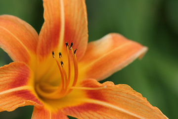 Image showing orange daylily