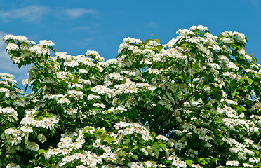 Image showing White flowers Viburnum