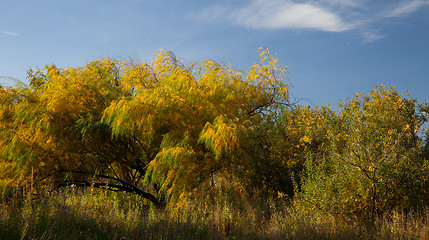 Image showing Willow leaves in autumn
