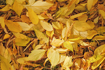 Image showing Autumn leaves