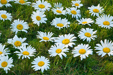 Image showing Large white daisies