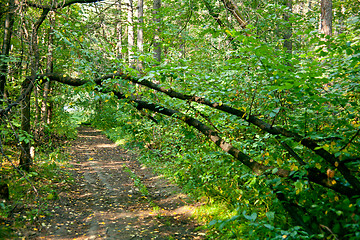 Image showing Forest landscape