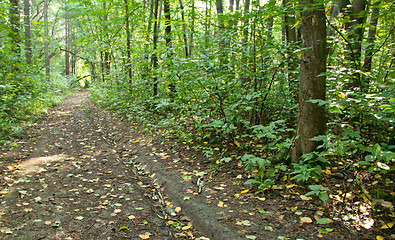 Image showing Forest landscape