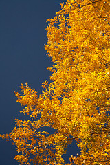 Image showing Bright autumn foliage