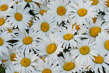 Image showing Many daisies closeup