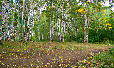 Image showing Forest landscape