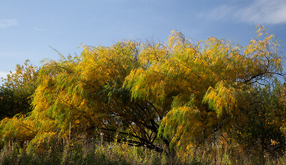 Image showing Willow leaves in autumn