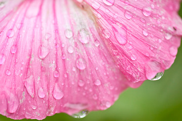 Image showing Pink flower