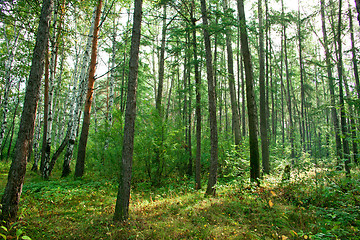 Image showing Forest landscape