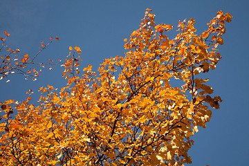 Image showing Bright autumn foliage