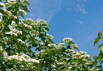 Image showing White flowers Viburnum