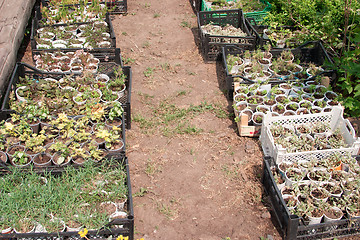 Image showing Boxes with seedlings