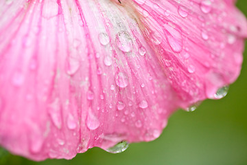 Image showing Pink flower