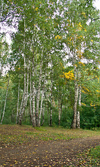 Image showing Forest landscape