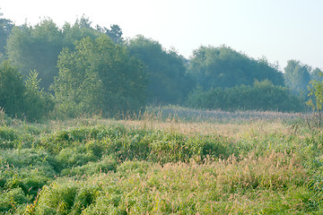 Image showing Summer landscape