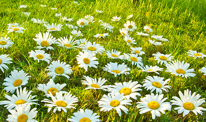 Image showing White daisies