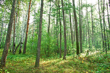 Image showing Forest landscape