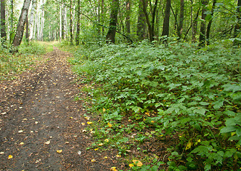 Image showing Forest landscape