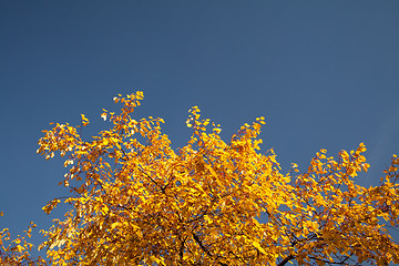 Image showing Color burst of autumn foliage