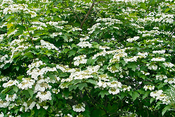 Image showing White flowers Viburnum