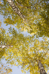 Image showing Tops of autumn birch