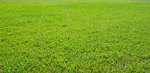 Image showing Green grass