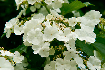 Image showing White flowers Viburnum