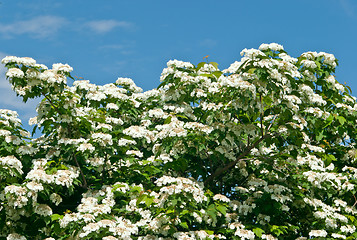 Image showing White flowers Viburnum