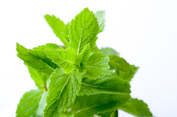 Image showing Fresh mint leaves