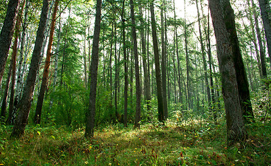 Image showing Forest landscape