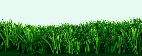 Image showing Green grass