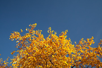 Image showing Bright autumn foliage